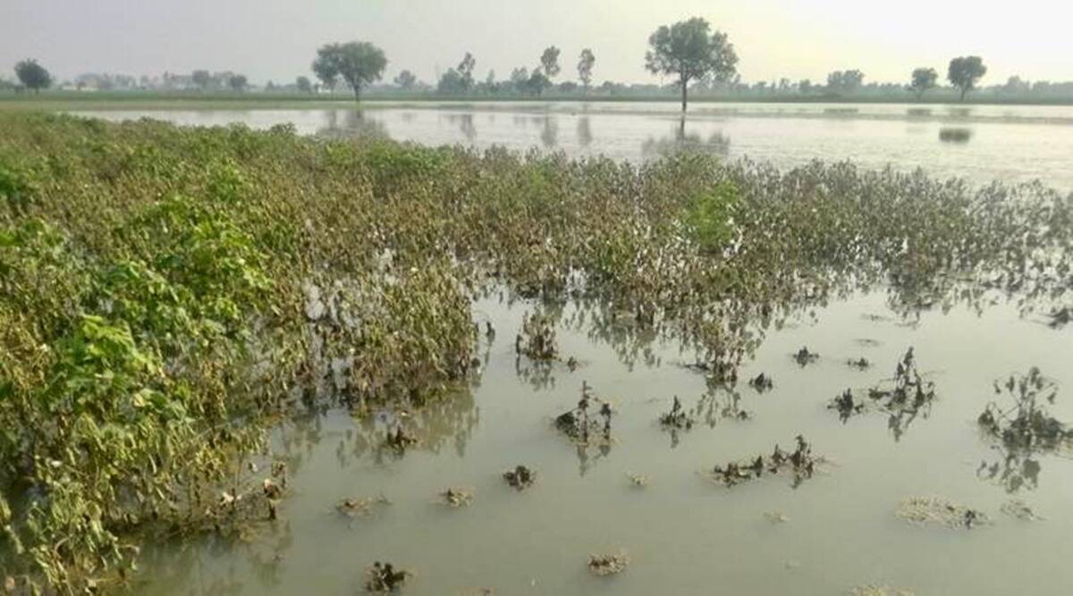 Crops endangered due to unseasonal rains