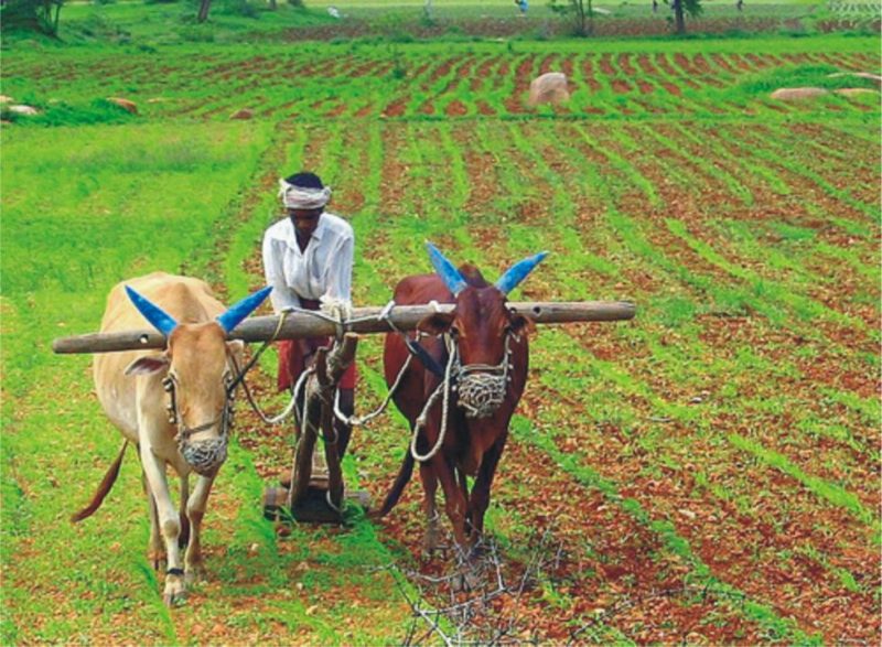 Bank accounts of 2000 farmers in Pandharpur taluka sealed