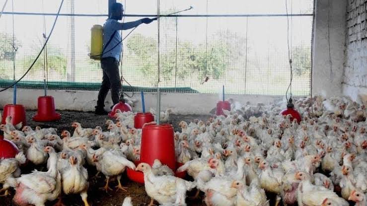 Bird flu patients found in Kerala, ducks within a radius of one kilometer, orders to kill hens