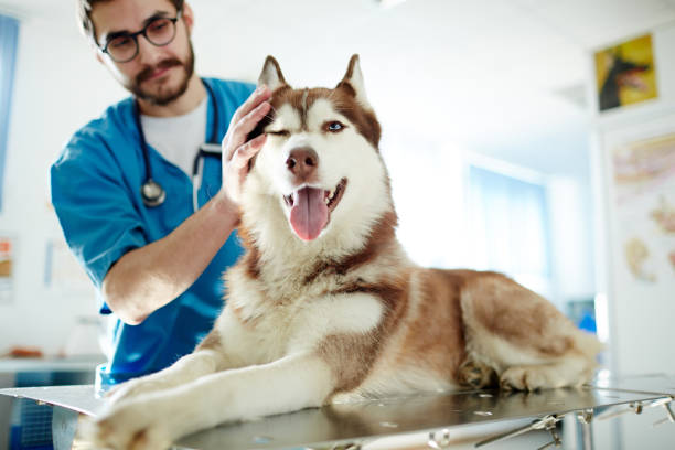 Super Specialty Veterinary Hospital in Aundh for pets