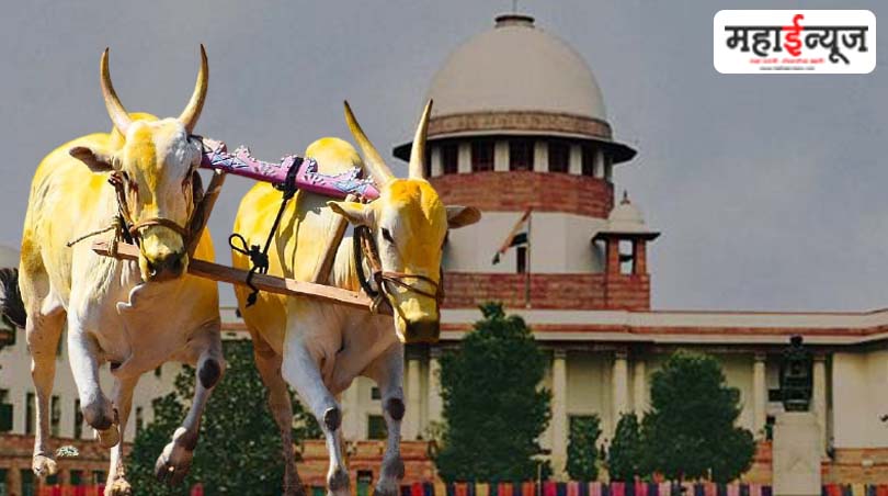 Today's result of bullock cart race: All Maharashtra pays attention to the decision of the Supreme Court; Read what's up!