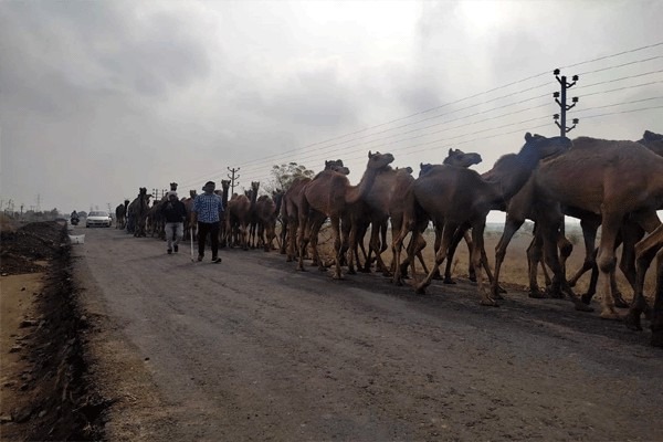 Talegaon police arrest 58 camels for slaughter in Hyderabad