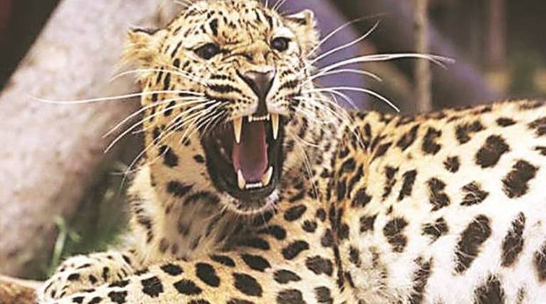 Even after the 'radio caller', the leopard is out of contact