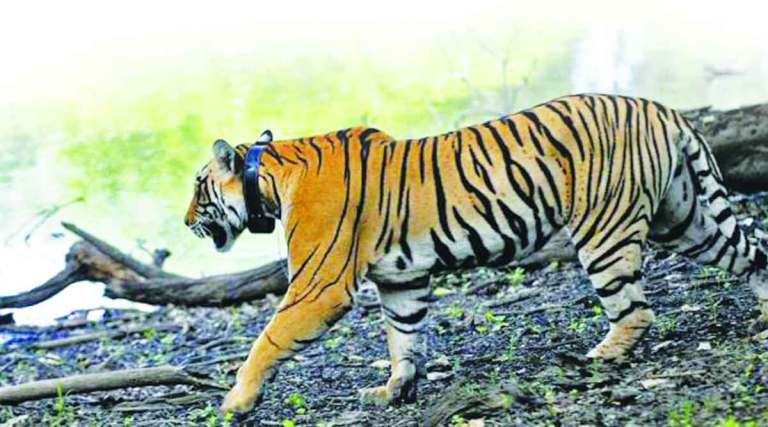 64% tigers in the state in Chandrapur alone; More human-wildlife conflict due to increasing numbers