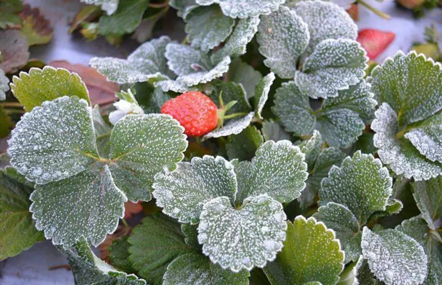 Cold frosts in Mahabaleshwar; In the morning the temperature dropped to 5 degrees
