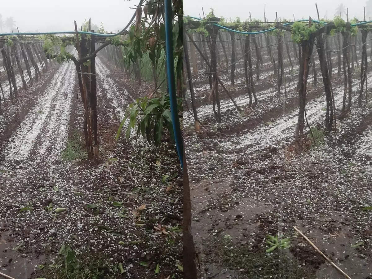 Sangli district hit by hailstorm with unseasonal rains; Major damage to vineyards