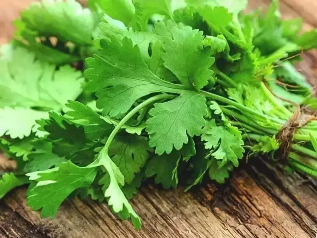 After tomatoes, cilantro is now more expensive, at Rs 40-50 per jute