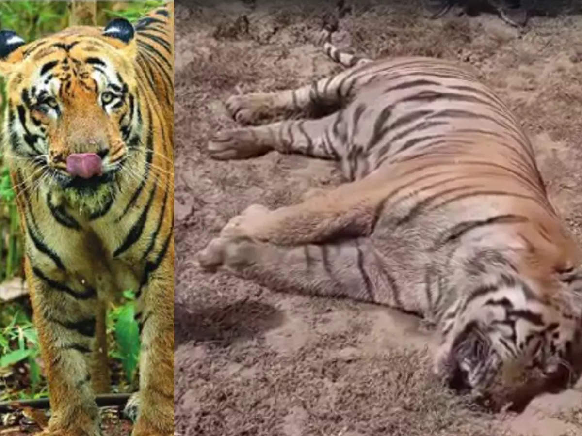 The 'legend' father of mother's heart is gone !; Death of the world famous 'Waghadoh' tiger in Tadoba
