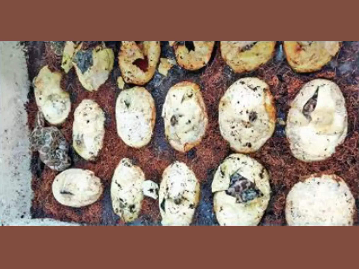 Artificially hatched from python eggs in Mumbai, third case in the country