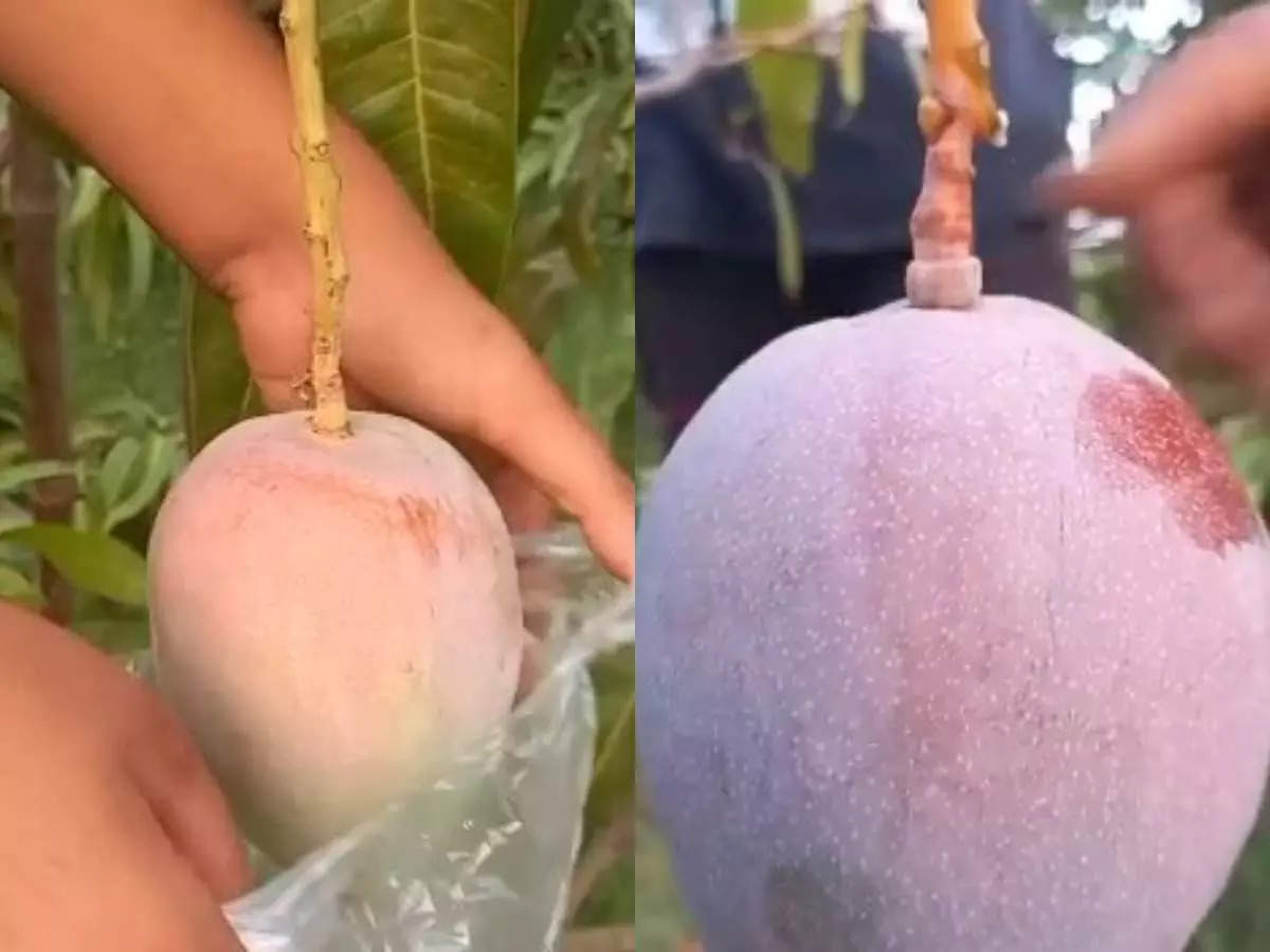 Mango worth lakhs! You will be amazed to read the price of the most expensive mango in the country, four guards deployed for security