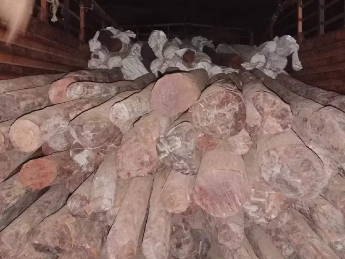Blood sandalwood worth Rs 25 crore seized in the city; There were stocks under the potato sacks