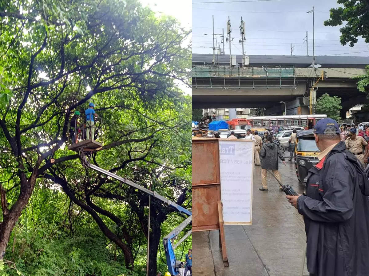 Big news for Mumbaikars! Change in traffic due to felling of trees in AareyBig news for Mumbaikars! Change in traffic due to felling of trees in Aarey