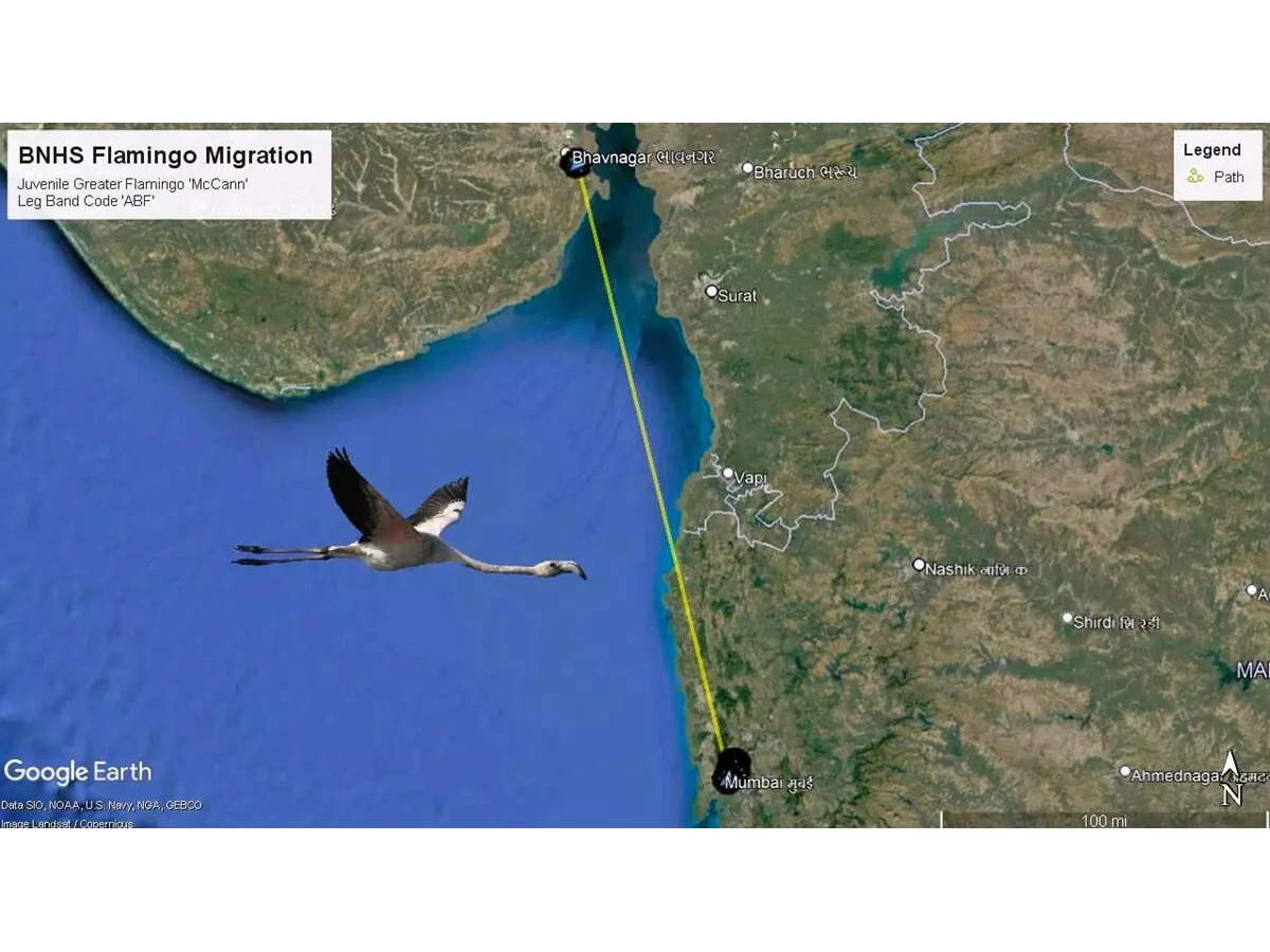 GPS systems were installed on Rohit birds in Mumbai from January to April; Solid information has been revealed by GPS