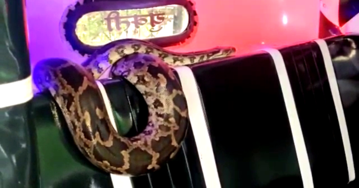 Instead of passengers in the rickshaw sat a giant python