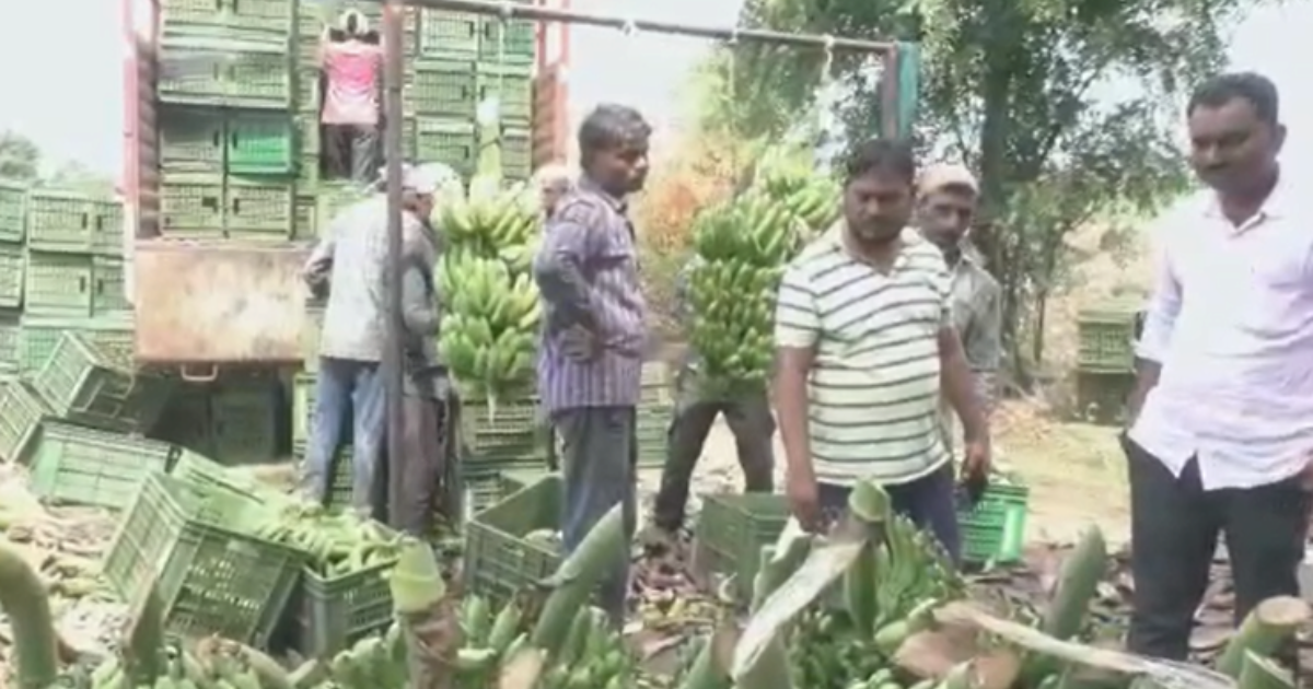 Rs 2,000 for Nanded bananas The price per quintal is a record price in the local market
