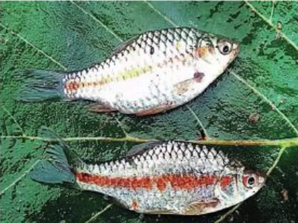 The orange stripe on the body of the karwali fish means that now the rainy season has started; The prediction came true in Vidarbha this year