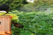शेतकऱ्यांनो सावधान!शेतामध्ये कापसाच्या पिकावर कीटकनाशकाची फवारणी करण्यासाठी गेलेल्या तरुणाचा दुर्दैवी मृत्यू