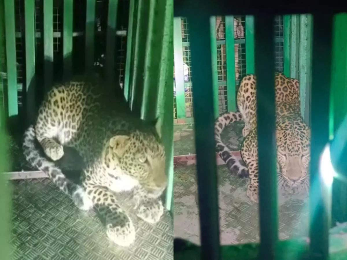 Finally, the leopard who was roaming in Visapur area of Balharpur forest zone was arrested.