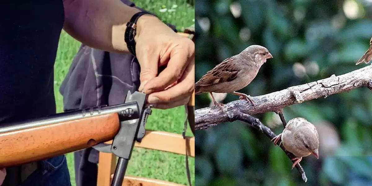 Young man in Mumbai shoots to kill birds in garden, but misfires
