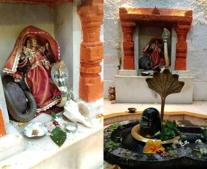 "Nagraj" incarnated in the Pandava-era Mahadev Temple at Loni Kalbhor!