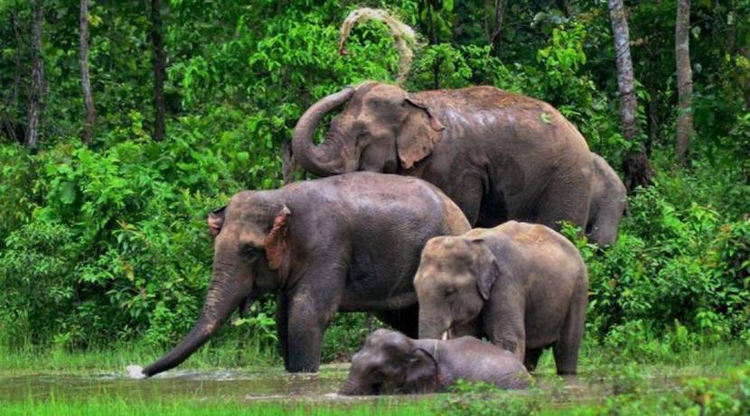 Strong opposition to taking elephants from Gadchiroli to Gujarat; Warning of citizens' agitation