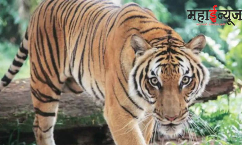 Another farmer killed in 'CT-1' tiger attack