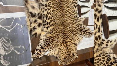 The vigilance of the Nashik Forest Department foiled the leopard skin smuggling scheme