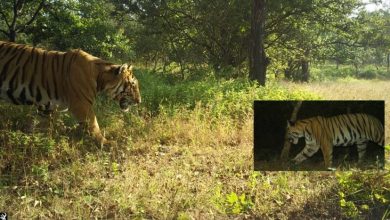 Eight tigers spotted by forest department, scientists in South Konkan and Kolhapur