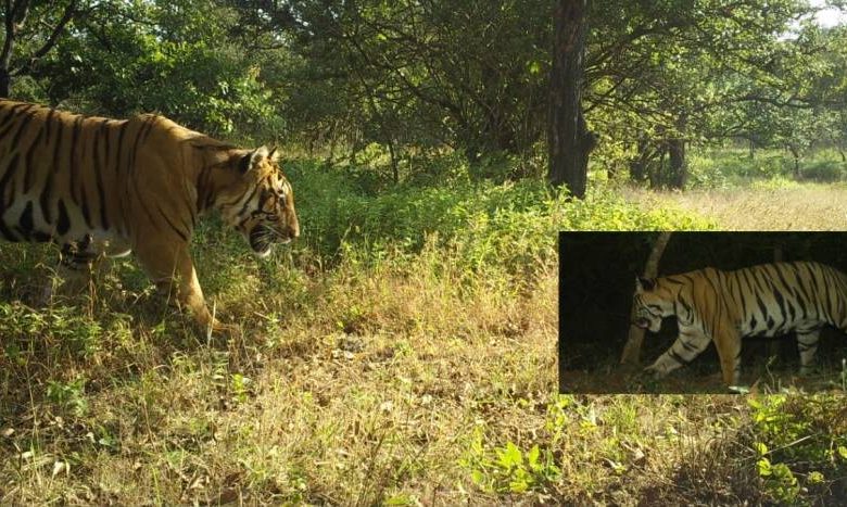 Eight tigers spotted by forest department, scientists in South Konkan and Kolhapur
