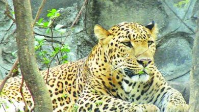 A leopard attacked the girl, but the family managed to save the girl as her family was nearby