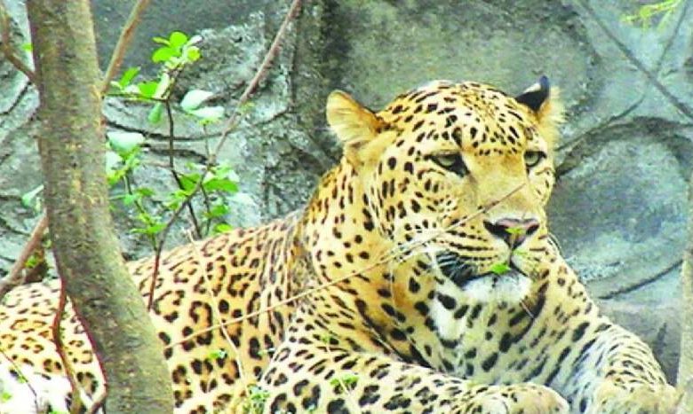 A leopard attacked the girl, but the family managed to save the girl as her family was nearby