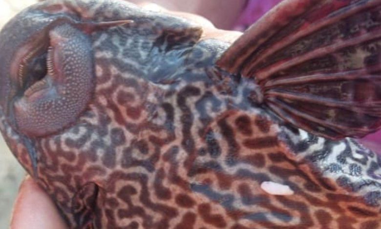 A strange fish found in Bihar's garden, with four eyes and tiger-like marks on its body