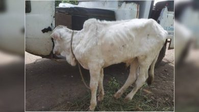'Lumpi' entered Wardha district too; Symptoms observed in bovine animals