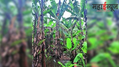 Loss of bananas on four thousand hectares; Raver of cucumber mosaic virus
