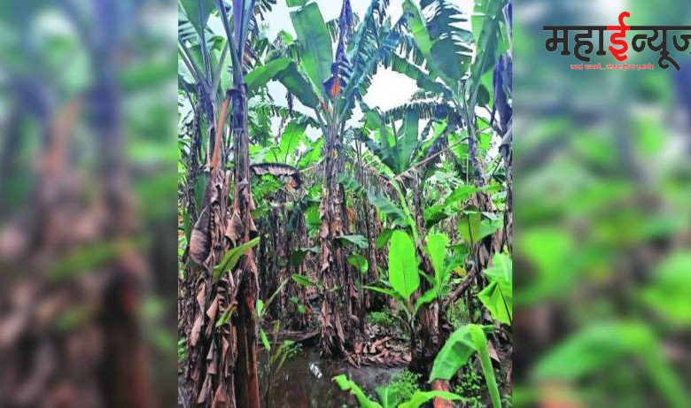 Loss of bananas on four thousand hectares; Raver of cucumber mosaic virus