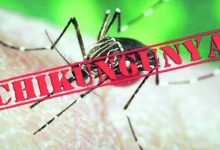 504 cases of Chikungunya in the state in seven months