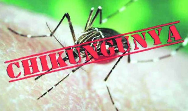 504 cases of Chikungunya in the state in seven months