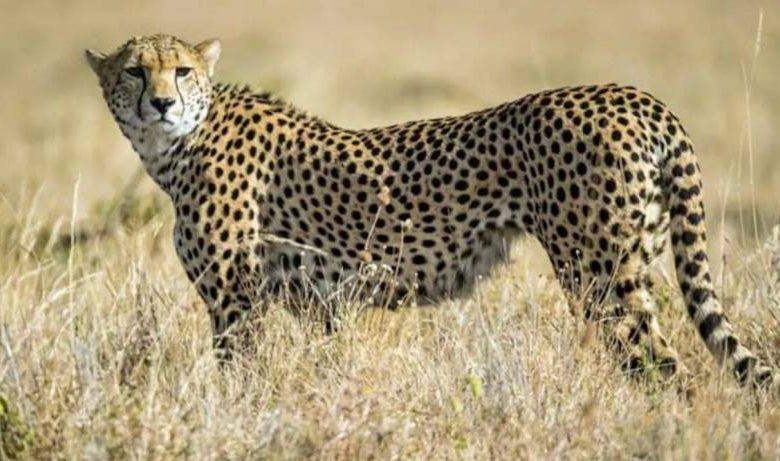 Political debates over cheetahs, battle for credit; Congress-BJP leaders face to face