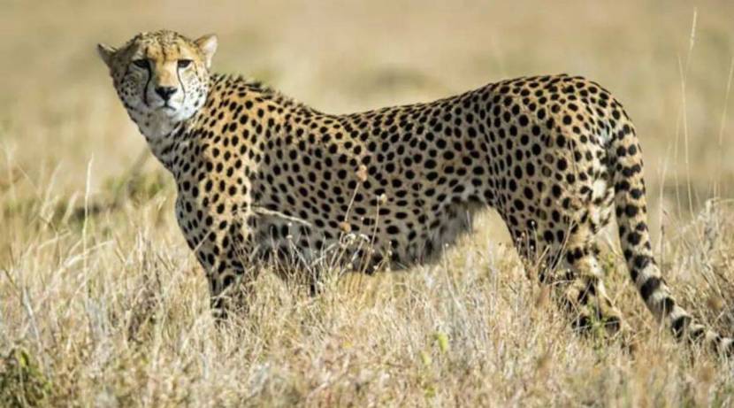 Seven years of hard work for cheetah pastures