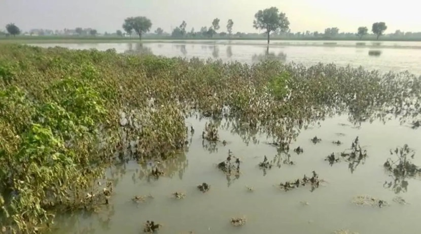 There is no long break from the monsoon this year; Potential impact on crop nutrition