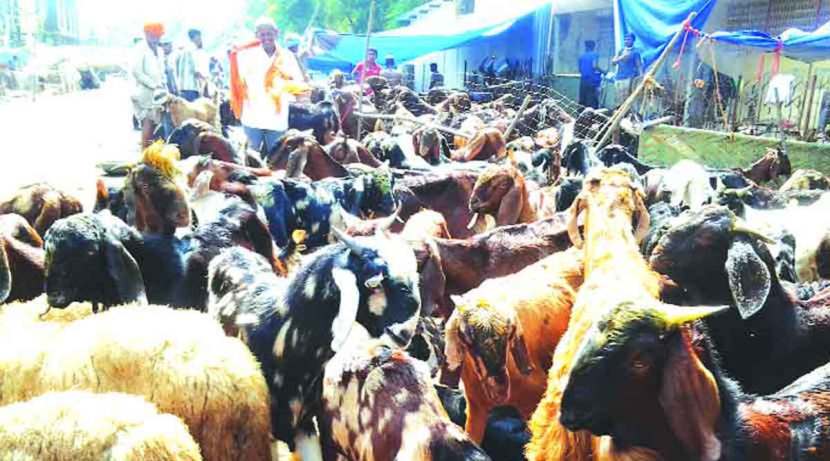 Animal market, exhibition banned in Mumbai in wake of Lumpy
