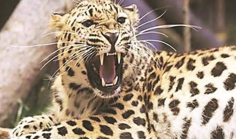 Thirteen months old girl seriously injured in leopard attack