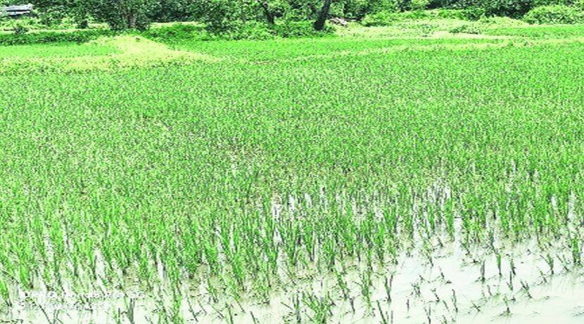 Incessant rains threaten crops; For the first time this year there is a failure in the atmospheric system