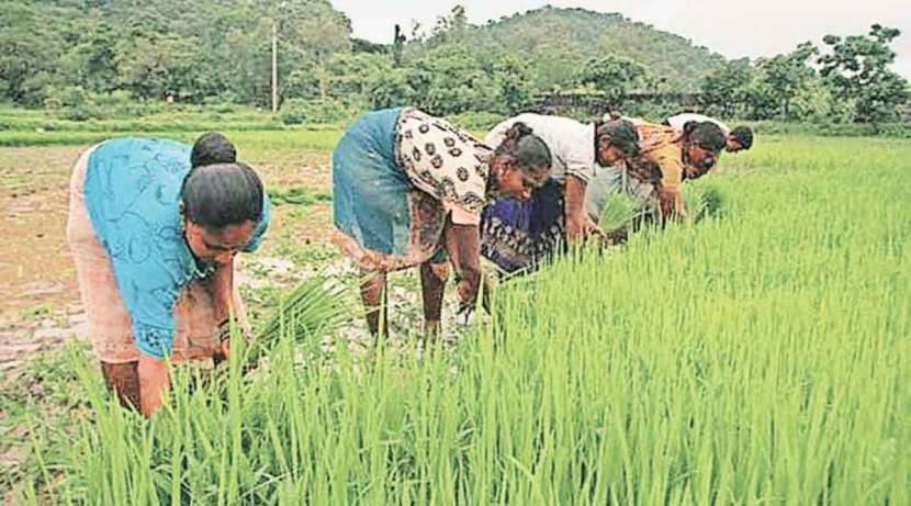 Paddy producers are waiting for bonus