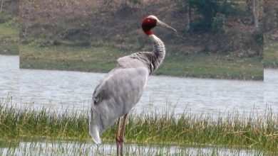 Proposal to bring storks to Chandrapur