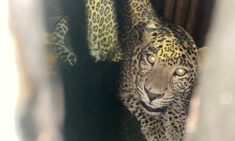'That' leopard in Aarey is finally jailed