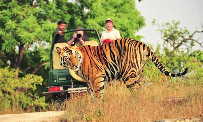 Pench, Bor Tiger Reserve and Umred Karhandla Sanctuary are open for tourists