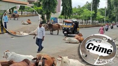 A case has been registered in Pimpri Chinchwad against unknown owners after stray animals were found on public roads