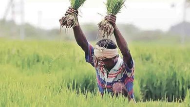 836 crore compensation to ten and a half lakh farmers