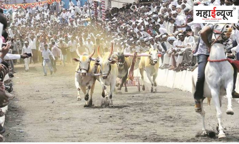Crucial meeting in Pune for bullock cart race court finale
